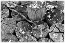 Steamboat Wharf Pilings, Photo by Beverly Hall